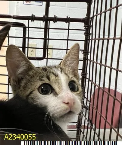 A baby small-sized female Domestic Short Hair cat named Cadet for adoption in West Palm Beach, FL