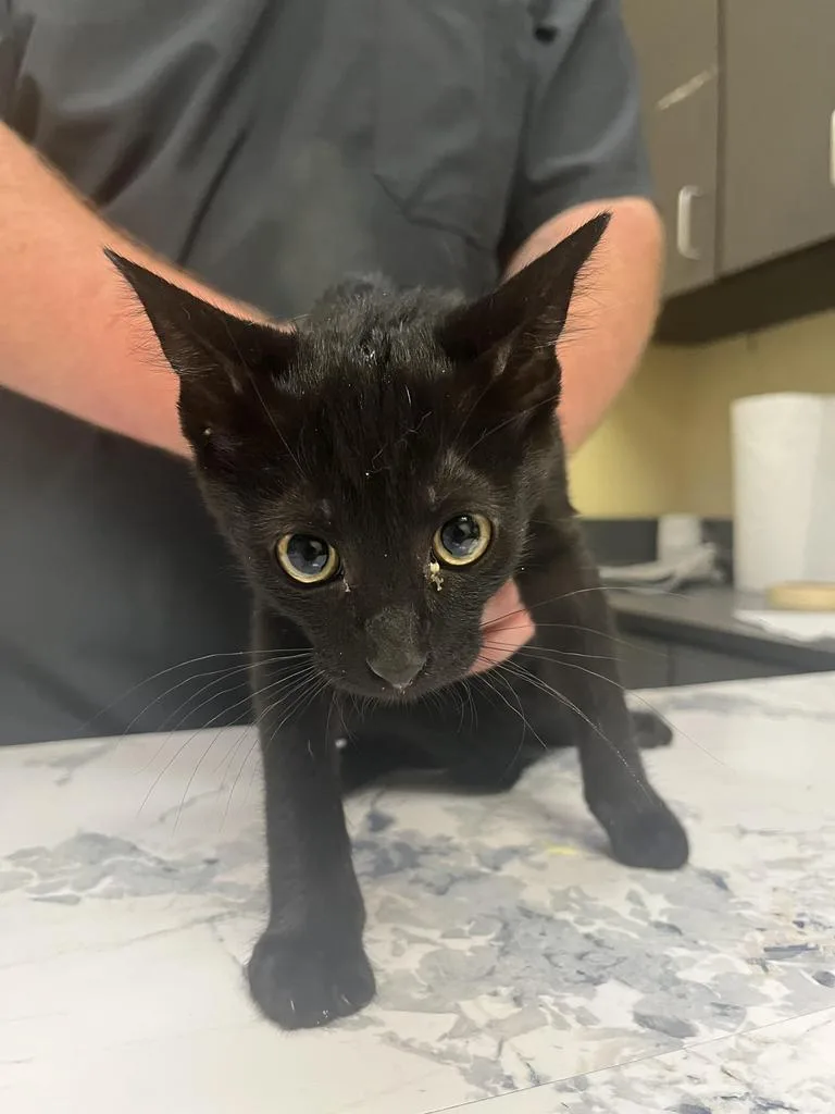 A baby medium-sized male Domestic Short Hair cat named Dualityโ
for adoption in Florence, SC