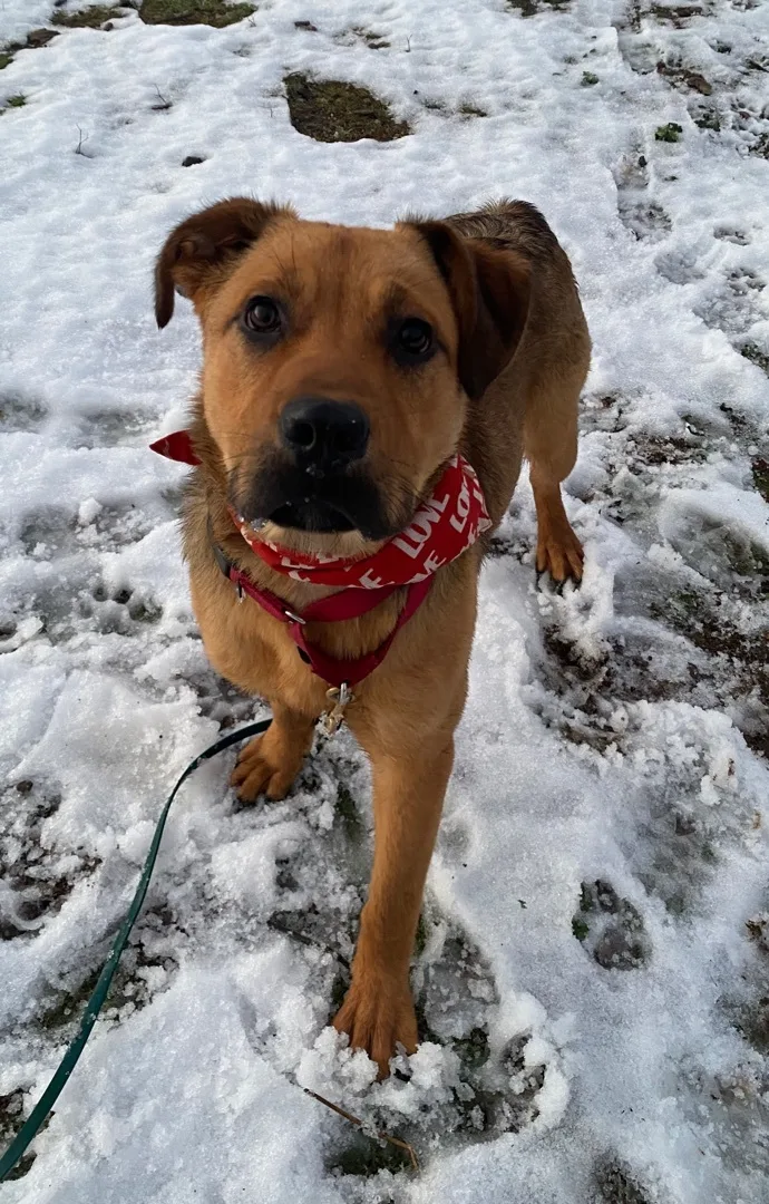 Awesome Mr. Wiggles Puppy thumbnail 2