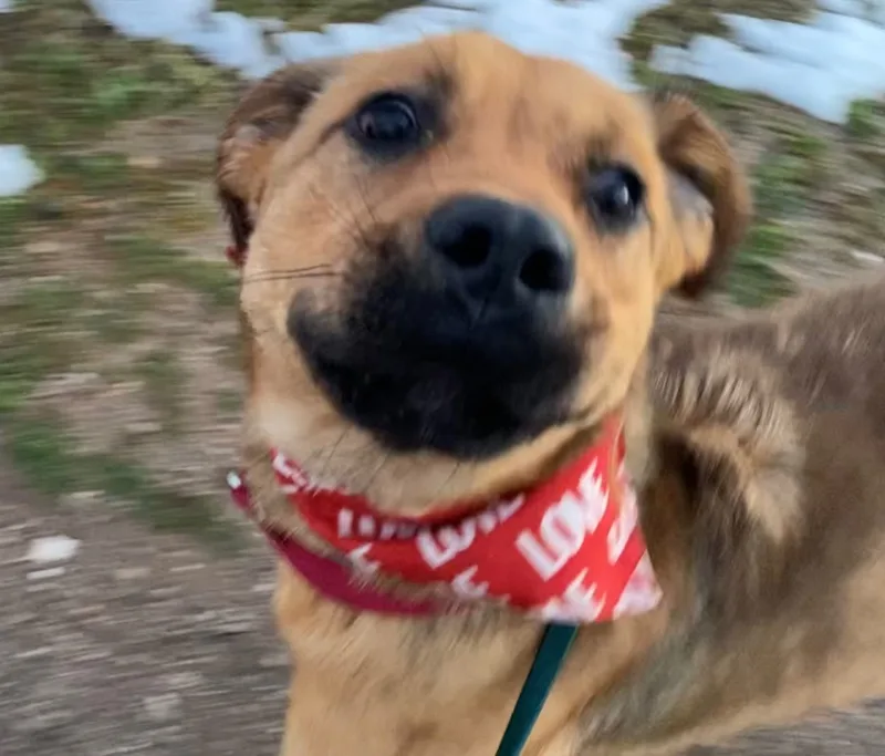 Awesome Mr. Wiggles Puppy thumbnail 3