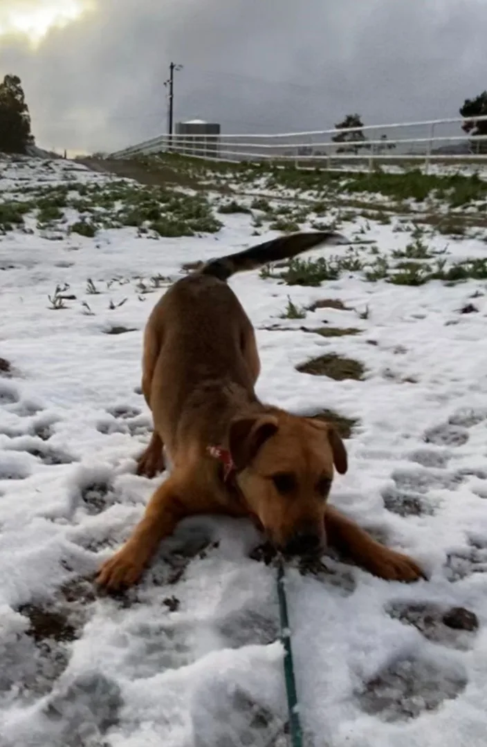 Awesome Mr. Wiggles Puppy thumbnail 5