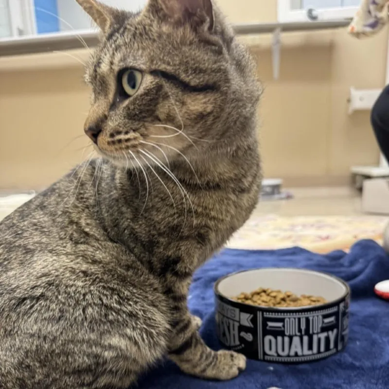 An adult medium-sized male Brown / Chocolate Domestic Short Hair cat named Timmy for adoption in Mebane, NC