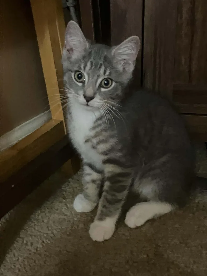 A young medium-sized male Tabby (Gray / Blue / Silver) Domestic Short Hair cat named Pua for adoption in Scott Depot, WV