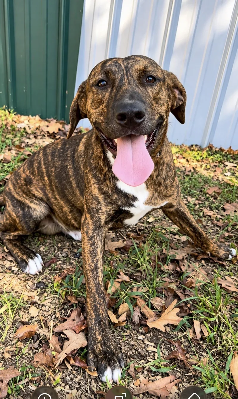 A young medium-sized male Black Mouth Cur dog named Texas for adoption in Queen City, TX