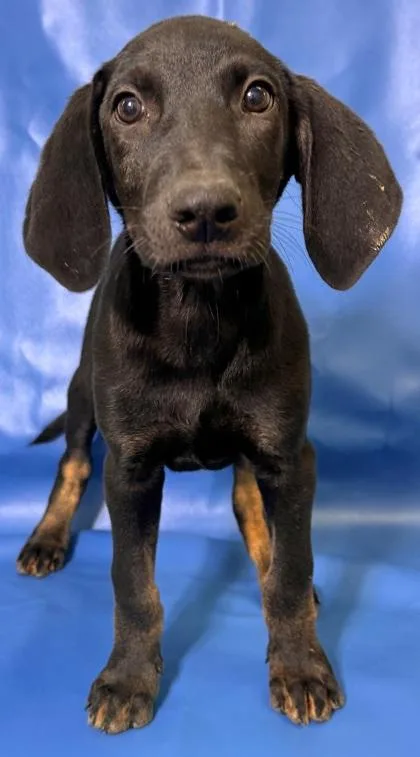 A baby large-sized male Doberman Pinscher dog named Nash for adoption in Morton Grove, IL