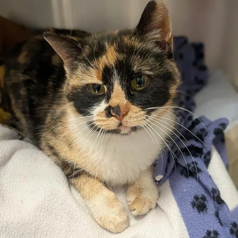 A young small-sized female Calico Domestic Short Hair cat named Athena for adoption in Prairie du Chien, WI