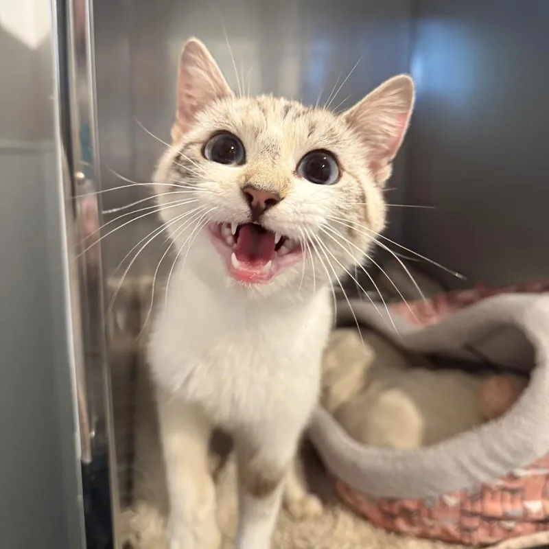 A young small-sized female Gray / Blue / Silver Siamese cat named Sapphire for adoption in Louisville, KY