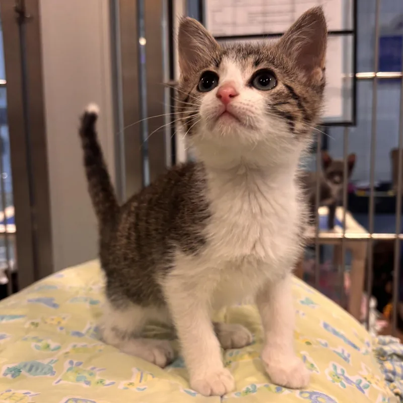 A young medium-sized male Tabby (Buff / Tan / Fawn) Domestic Short Hair cat named Pine for adoption in Charleston, SC