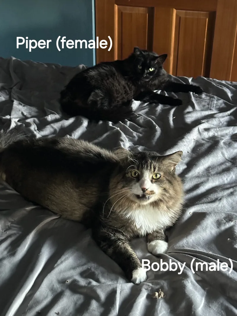 An adult medium-sized male Domestic Short Hair cat named Bobby & Piper Mf for adoption in Selah, WA