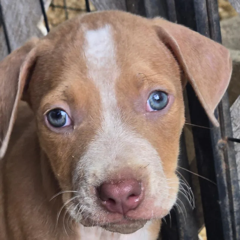 A baby medium-sized male Yellow / Tan / Blond / Fawn Pit Bull Terrier dog named Crown Royal for adoption in Floresville, TX