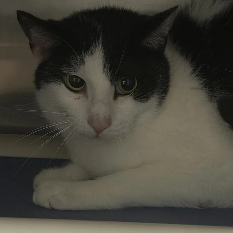 An adult small-sized male Black Domestic Short Hair cat named Rhett for adoption in Marion, VA