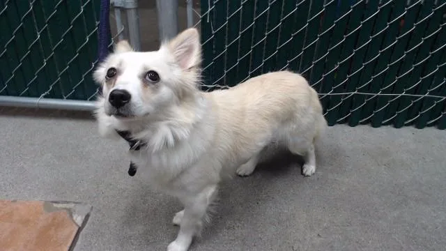 A young small-sized female Chihuahua dog named Cookie for adoption in Downey, CA