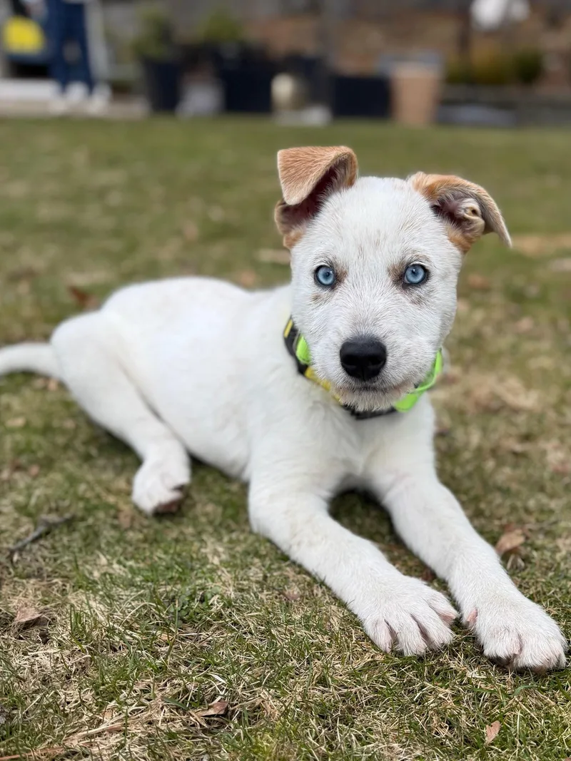 Bode Olympians  Local thumbnail 2