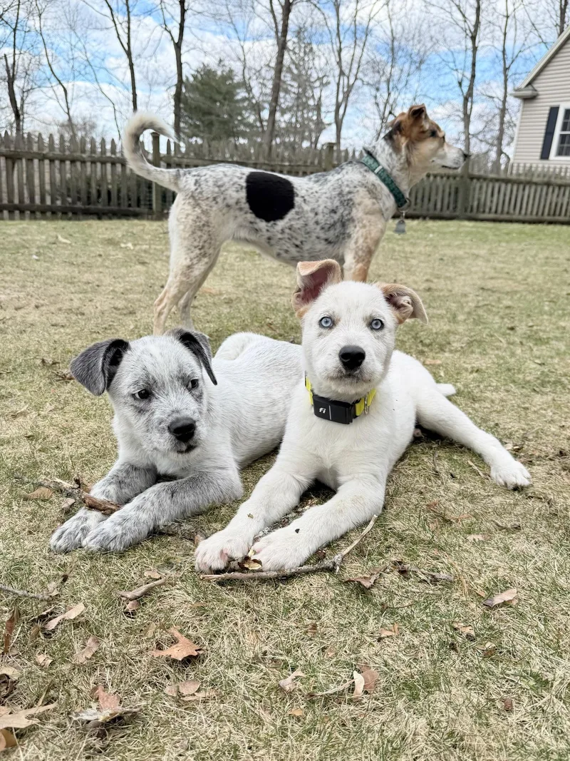 Bode Olympians  Local thumbnail 4