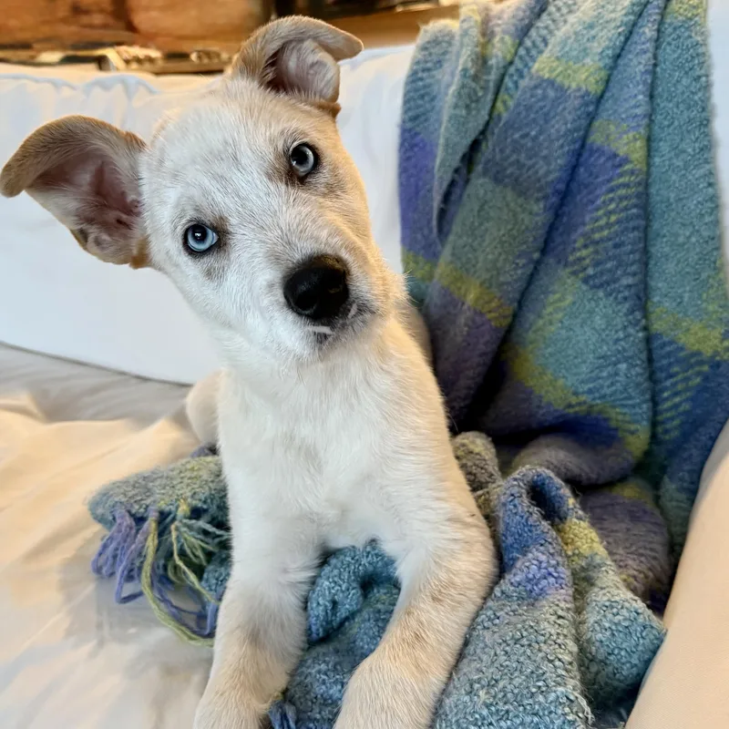 Bode Olympians Local