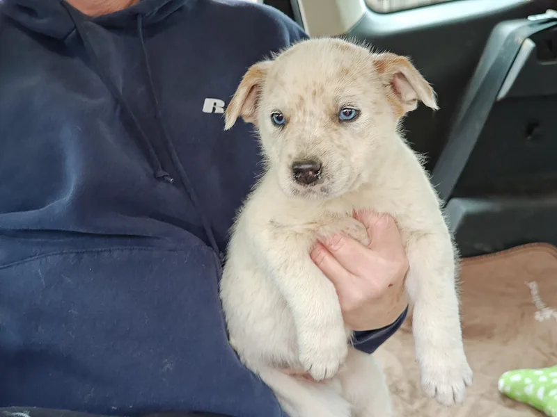 Bode Olympians  Local thumbnail 5