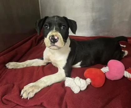 A baby small-sized male Pit Bull Terrier dog named Bruno for adoption in Westland, MI