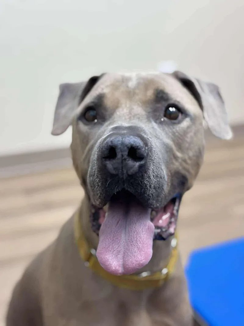 An adult large-sized male Mixed Breed dog named Garfunkel for adoption in Spring, TX