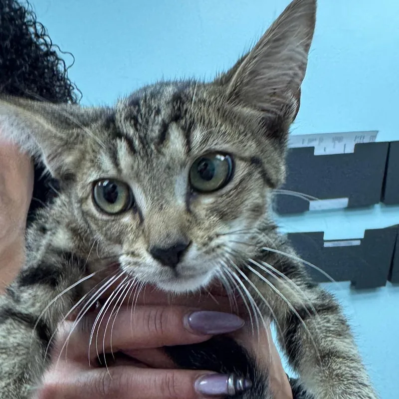 A baby small-sized female Brown / Chocolate Domestic Short Hair cat named Lia for adoption in Hamburg, NY