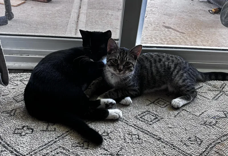 A young small-sized male Domestic Short Hair cat named Max . for adoption in LITTLE MOUNTAIN, SC