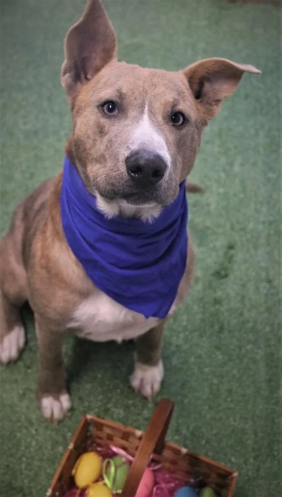An adult medium-sized male Australian Cattle Dog / Blue Heeler dog named Reuben James for adoption in Brookhaven, MS