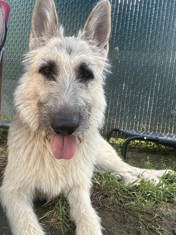 Gigi The Glamorous thumbnail 4