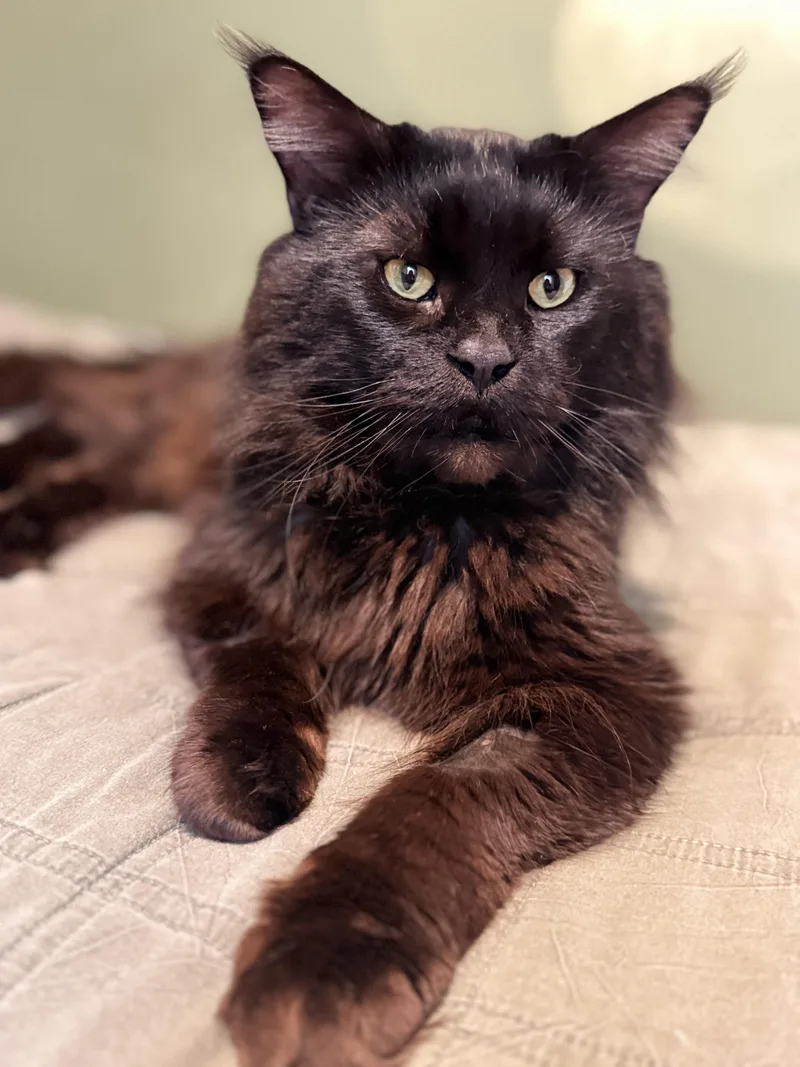 An adult extra large-sized male Maine Coon cat named Jaguar for adoption in Ardsley, NY