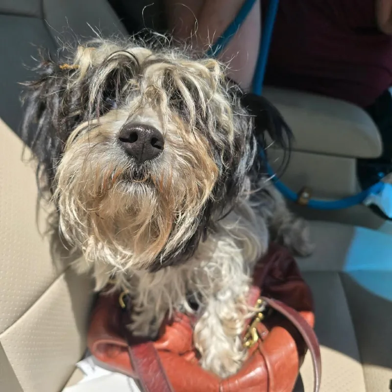 An adult small-sized male White / Cream Havanese dog named Einstein for adoption in Hinesville, GA