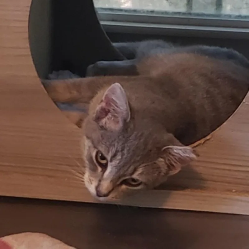 A baby medium-sized female Tabby (Tiger Striped) Domestic Short Hair cat named L Kiki for adoption in Salt Point, NY