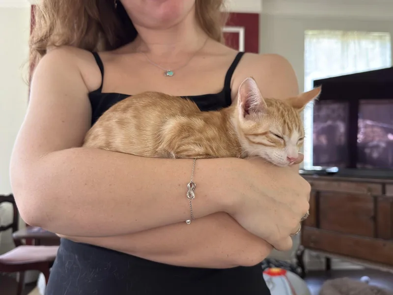 A young medium-sized female Orange & White Domestic Short Hair cat named Pop for adoption in McKinney, TX