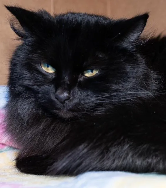 A young medium-sized female Domestic Medium Hair cat named Catio for adoption in Boston, MA