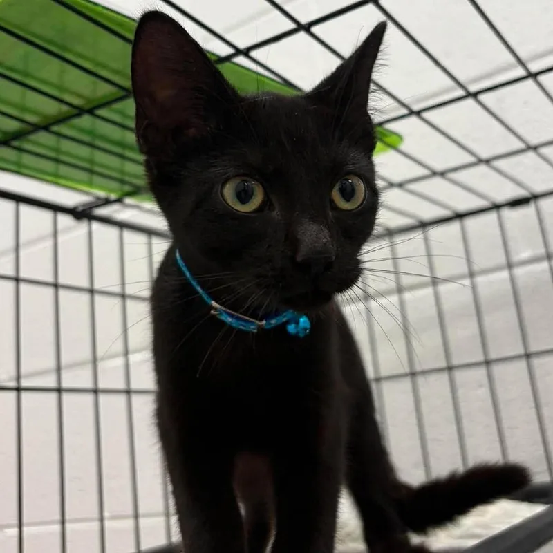 A baby small-sized female Domestic Short Hair cat named Mavis for adoption in Rocky Mount, VA