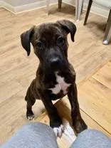 A baby medium-sized male Boxer dog named Wesley for adoption in Woodstock, IL