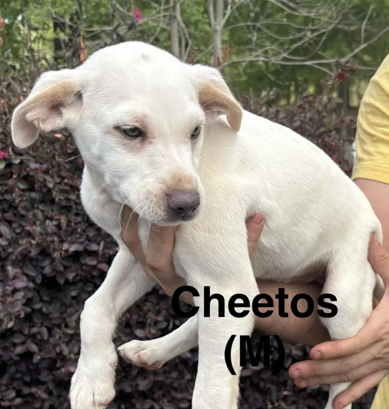 A baby medium-sized male White / Cream Labrador Retriever dog named Cheetos for adoption in Parma, OH