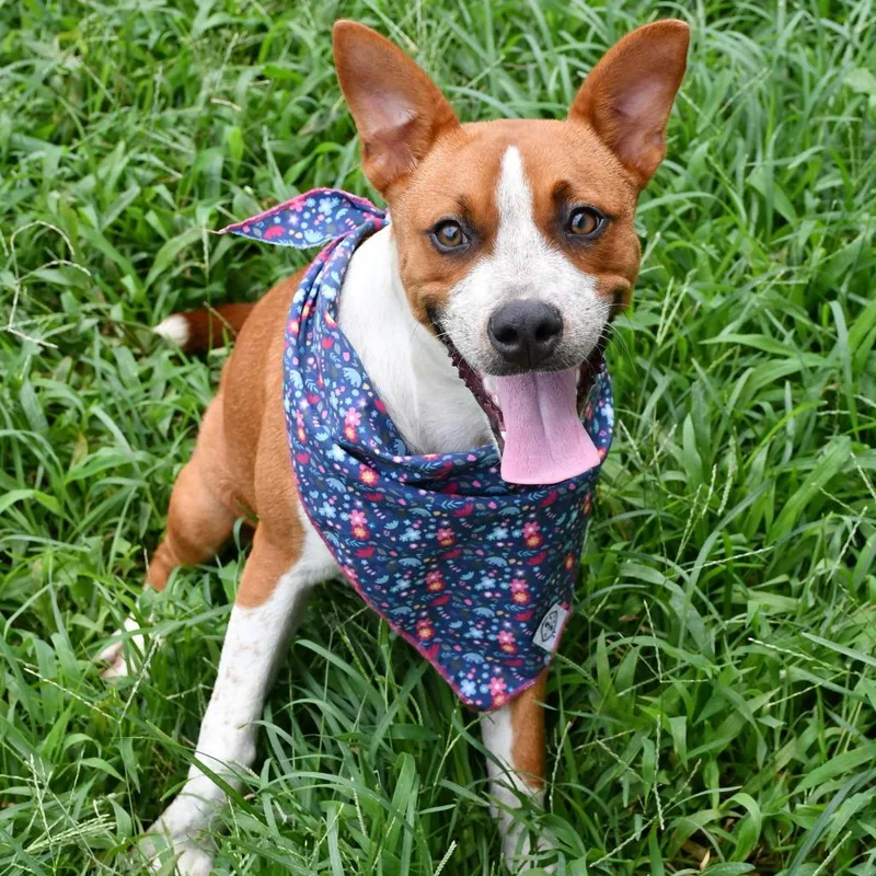 A baby medium-sized female Red / Chestnut / Orange Black Mouth Cur dog named Nia for adoption in Beaumont, TX