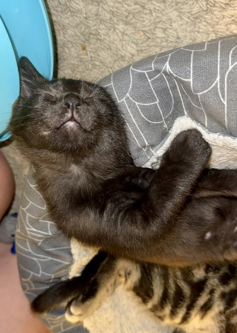 A young medium-sized female Black Domestic Short Hair cat named Buttercup for adoption in Grand Rapids, MI