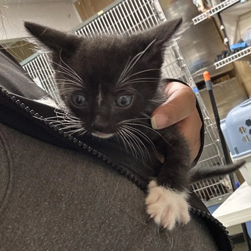 A baby small-sized male Black Domestic Short Hair cat named Kelev for adoption in Leander, TX