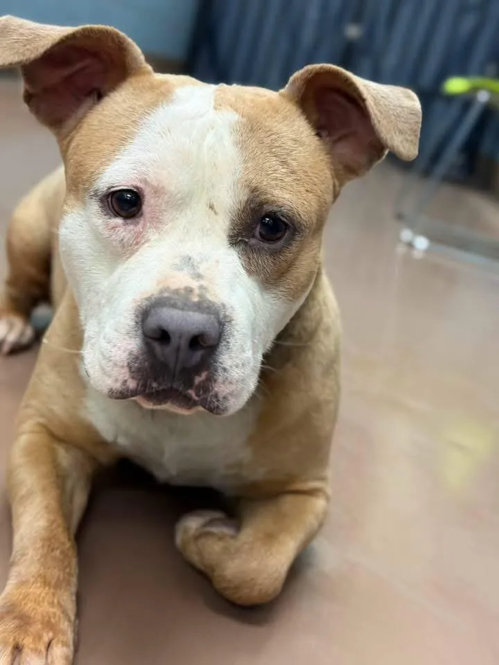 An adult medium-sized female Yellow / Tan / Blond / Fawn Pit Bull Terrier dog named Frosted Donut for adoption in Chicago, IL