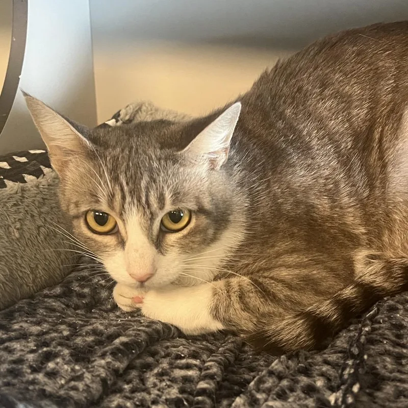 A young medium-sized female Domestic Short Hair cat named Junie for adoption in Sarasota, FL
