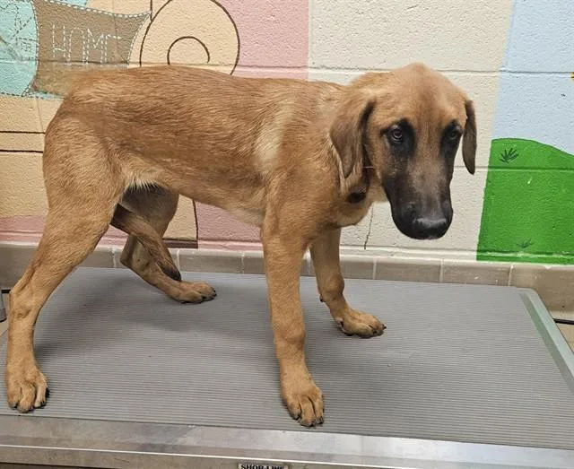 A baby medium-sized male Doberman Pinscher dog named Bear for adoption in Castaic, CA