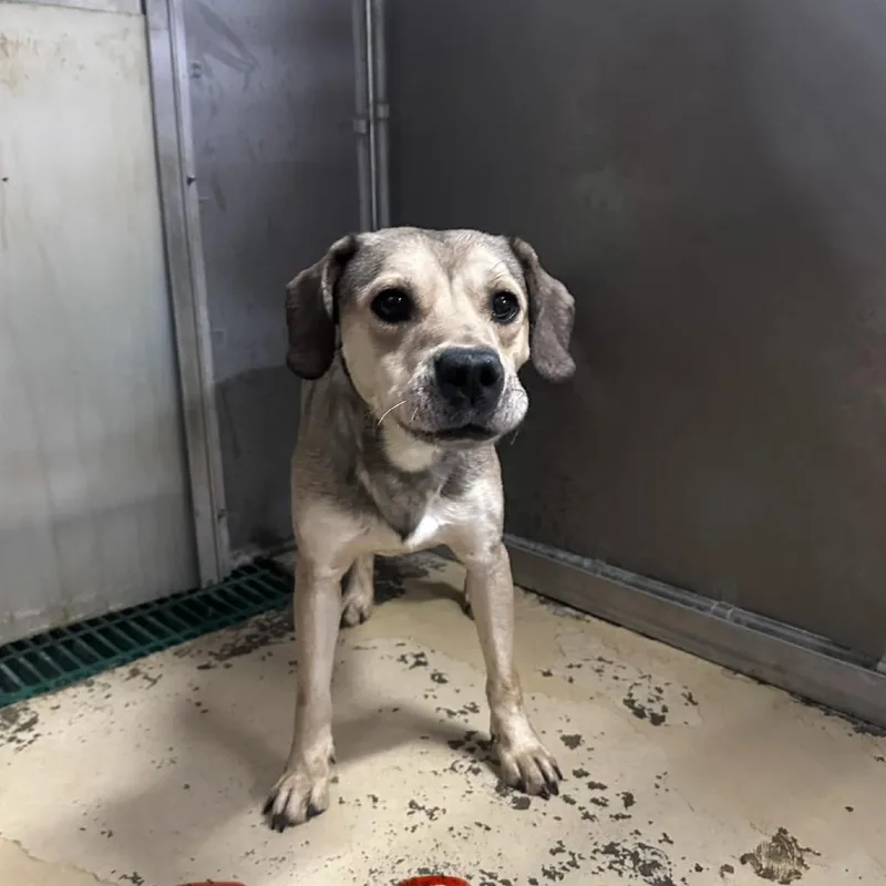 An adult medium-sized male Brown / Chocolate Mixed Breed dog named Sam Eagle for adoption in Pekin, IL