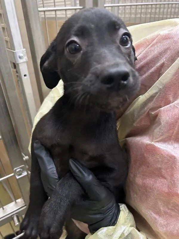 A young small-sized female Brown / Chocolate Mixed Breed dog named Sundance for adoption in Hobbs, NM