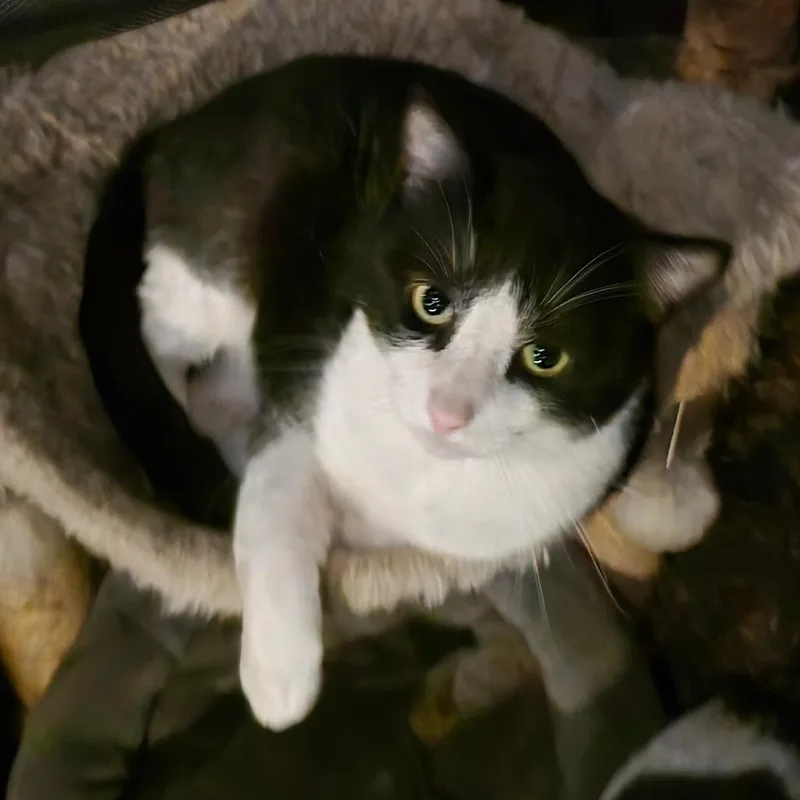 An adult large-sized male Black Domestic Short Hair cat named Cop cat for adoption in Grantsville, UT