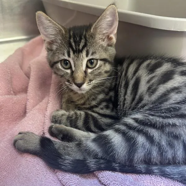 A baby medium-sized female Domestic Short Hair cat named Ibanez for adoption in Walnut Creek, CA