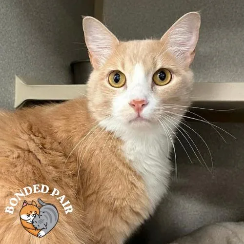 An adult large-sized male White Domestic Medium Hair cat named Cosi for adoption in Providence, RI