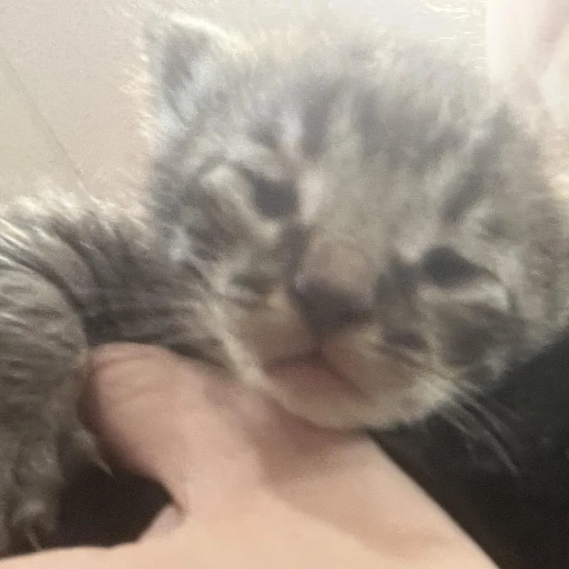 A baby small-sized female Domestic Short Hair cat named Burrito for adoption in Richmond Hill, GA