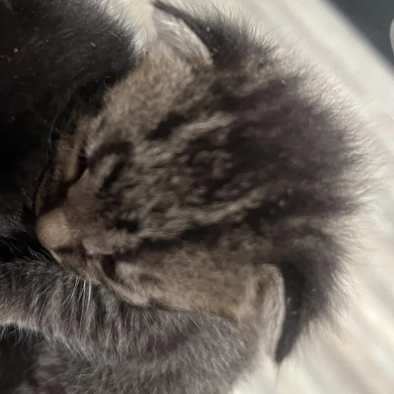 Burrito thumbnail 2