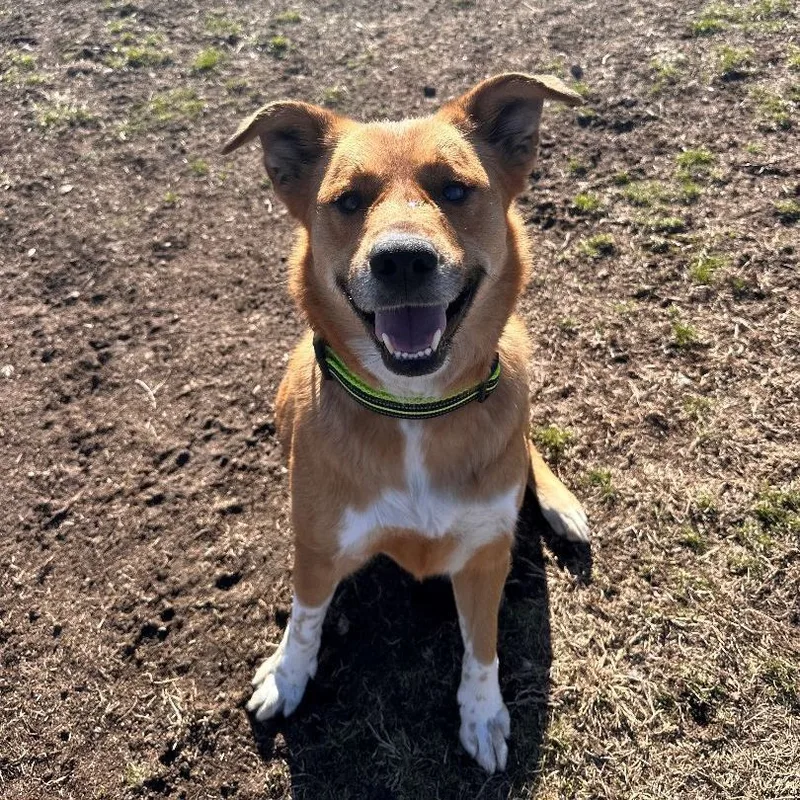 Palisade thumbnail 2