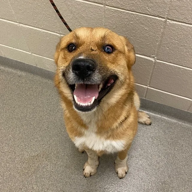 Palisade thumbnail 3