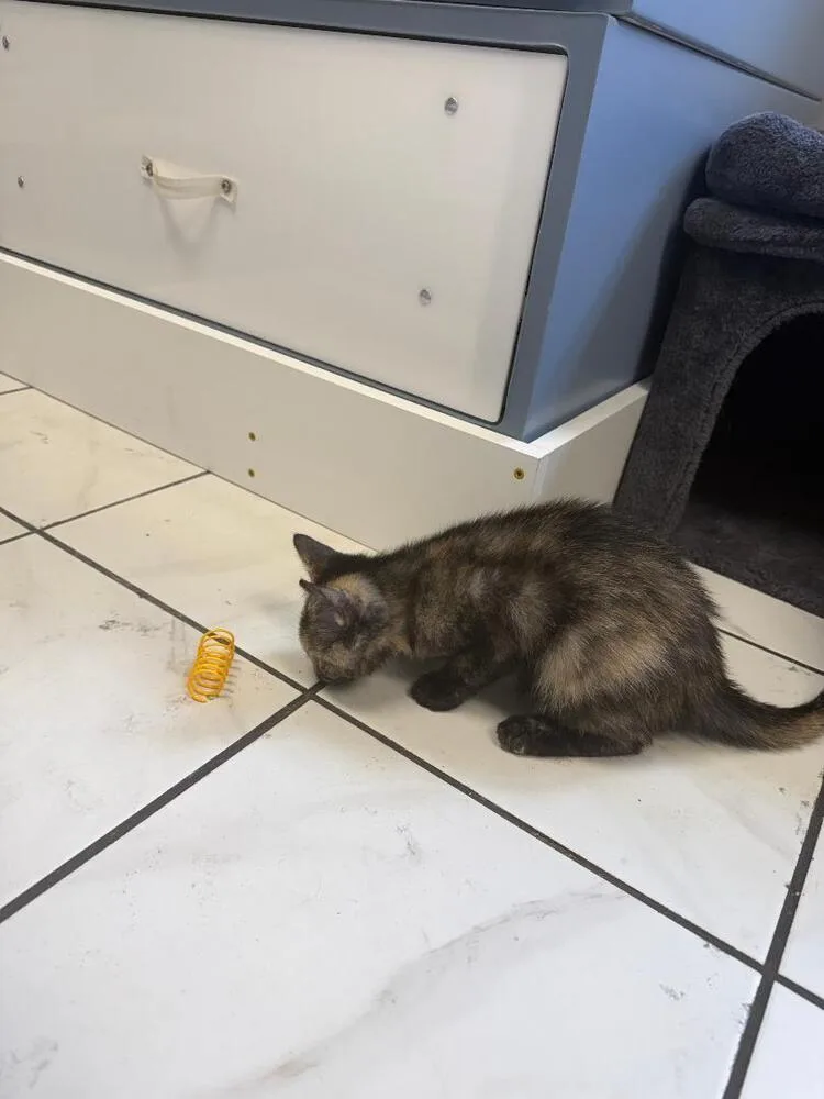 A baby small-sized female Black Domestic Short Hair cat named Opal for adoption in Breinigsville, PA